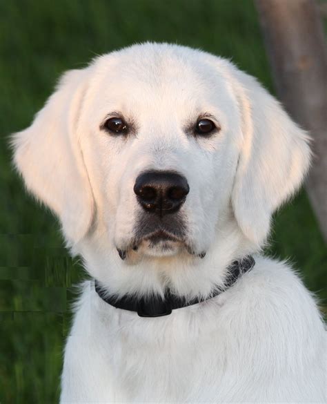 white golden retriever